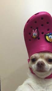 Aesthetic Boujee Inspo Tumblr Pfp Pfp Cartoon Mood Funny Memes Animal Dog Cat Cute Animal Memes Cute Animals Cute Love Memes