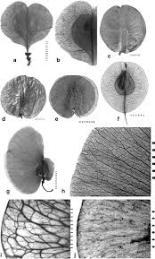 Image result for Pteleopsis anisoptera