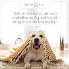 Such Short Little Lives Our Pets Have Pet Quotes Inspirational Pets Pets Animal Quotes