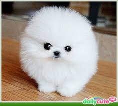 Check spelling or type a new query. Cute Small Fluffy Dog Breeds Www Macj Com Br