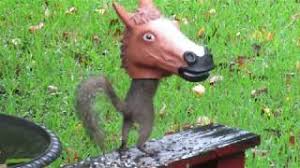 Brome bird care squirrel buster plus $ 98.00 $ 89.99 9 Of The Best Squirrel Feeders For Your Backyard You Ll Love Squirrel Enthusiast