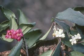 Image result for Theaceae