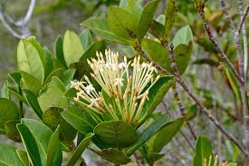 Image result for Ixora narcissodora