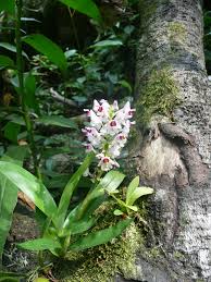 Image result for Polystachya fusiformis × lindblomii