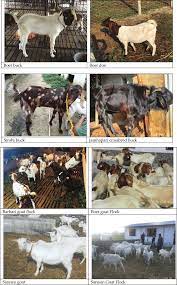 Different Exotic Goat Breeds Available In Nepal Photo Courtesy Animal Download Scientific Diagram