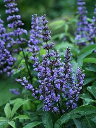 Image result for Vitex