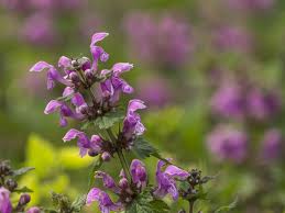Supported by 10 fans who also own dead weight. 15 Best Plants That Like Shade