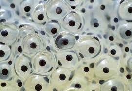 Note the millions of frog eggs as the picture opens up. Abstract Nature Up Close Abstract Nature Frog Eggs Frog Pictures