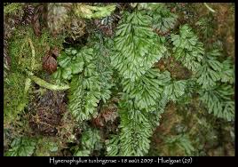 Image result for Hymenophyllum tunbridgense