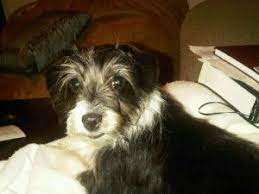 Learn about the ret terrier beagle mix. Gracie The Rat Terrier Poodle Mix Terrier Poodle Mix Poodle Mix Rat Terriers