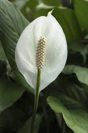 Will the plants turn out fine? Indoor Plants For Artificial Light What Are Best Plants For Windowless Rooms