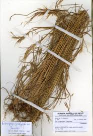 Image result for Andropogon fastigiatus