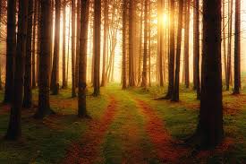 Posted on february 20, 2021. Landscape Photography Of Forest Free Stock Photo