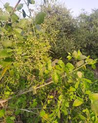 Image result for Salvadora persica