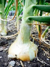 One such farmer is joseph wapen, of niugu village. 7 Secrets To Harvesting Curing And Storing Onions Garden Betty