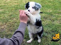 Cute Blue Merle Border Collie Border Collie Puppies Blue Merle Border Collie Collie Puppies