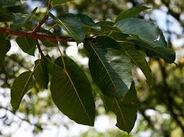 Image result for Ficus fischeri