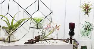 Display air plants however you like: Diy Magnetic Plant Holder For Small Spaces My Garden Life