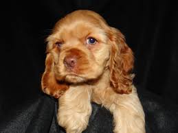 Black And Tan Cocker Spaniel Puppies For Sale In Nc American Cocker Spaniel For Sale Hoobly Classifieds Cocker Spaniel Puppies American Cocker Spaniel Spaniel