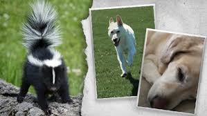 The first step is to get your dog clean. Best Way To Get The Skunk Smell Out Of Your Pets Ctv News