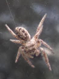 Crab spiders get their name from the way they hold Gorgeous Jumping Spider On My Window Near Binghamton Ny Black Brown And White Jumping Spider Zebra Spider Spiders