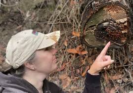 Näe leppäkerttuja Kaliforniassa