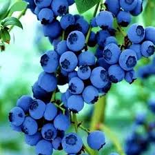 Potted Blueberry Fruit Seeds Growing Blueberries Fruit Garden Edible Garden