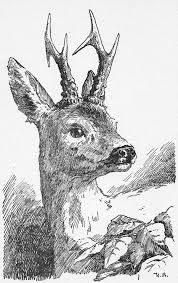 With the hunter's loud noise and great power, many animals were killed and one of them was. Bambi Character Wikipedia