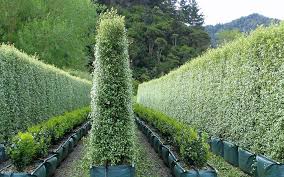 Image result for Pittosporum tenuifolium