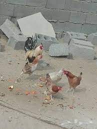 للبيع دجاج بلدي في مكة