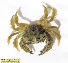 Image result for Eriosema verdickii