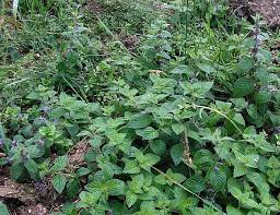 I've pulled up yards and yards and yards of the ropey invaders, but they still keep coming. Mint Corn Corn Mint Japanese Mint Wild Flower Finder