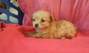 Be sure to check the location of the puppy you are interested in! Long Coat Chihuahua For Sale Pennsylvania
