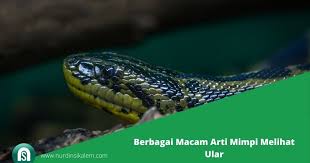 Check spelling or type a new query. Berbagai Macam Arti Mimpi Melihat Ular Blog Nurdin Sikalem