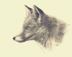 Red Fox Print From Original Pencil Drawing Realistic Fox Profile Black And White Artwork Fox Print Original Drawing Fox Drawing