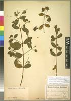 Image result for Combretum cinereopetalum