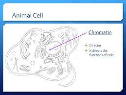 Check spelling or type a new query. Plant Animal Cells Ppt Video Online Download