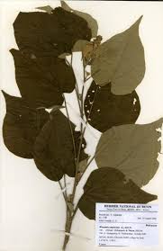 Image result for Wissadula