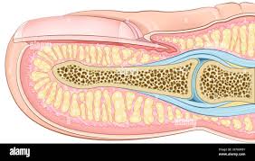 Image result for paronychium