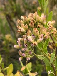 Image result for Pluchea ovalis