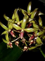 Image result for Bulbophyllum fuscum