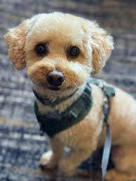 Incase you missed it, Mini Town (Role Play Cafe) is coming to  Waterlooville!