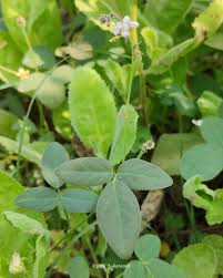 Image result for Desmodium scorpiurus