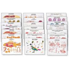 Zoology Chart Set 1994 32 Denoyer Geppert