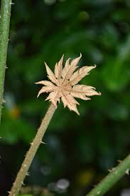 Image result for Trevesia