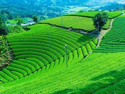 Free for commercial use no attribution required high quality images. A Guide To Picturesque Tea Plantations In Wazuka Kyoto