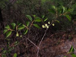 Image result for Ulmaceae