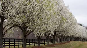 Wide variety and easy, crisp growth. Sc Outlaws Sale Of Bradford Pear Trees