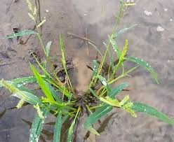 Image result for Echinochloa colona