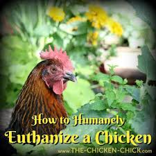 Check spelling or type a new query. How To Humanely Euthanize A Chicken The Chicken Chick